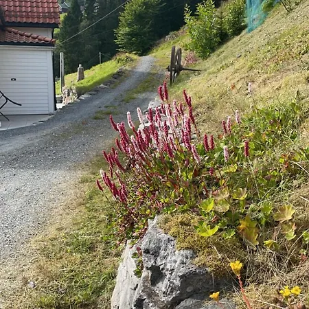 Panorama *